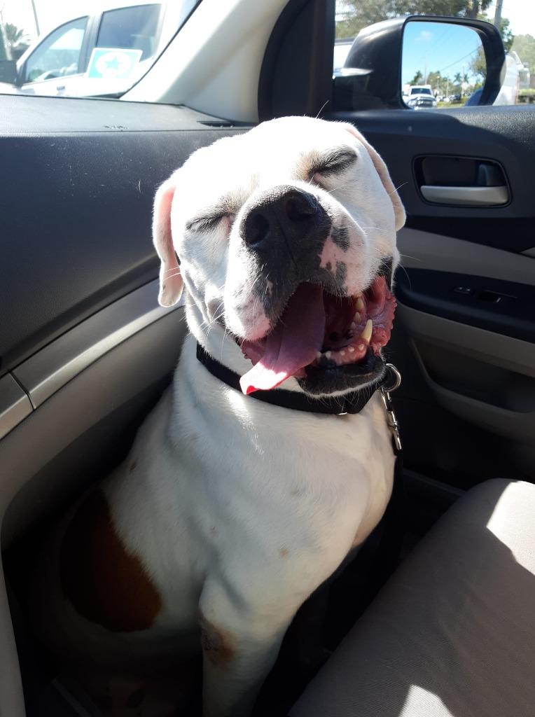 Enlarge SAMMY, a Adoptable mixed breed in Palm City, FL image 2/6