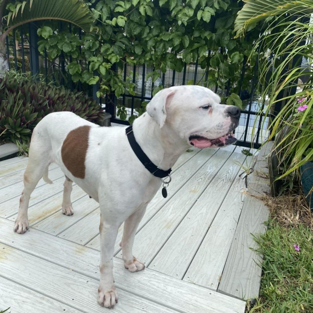 Enlarge SAMMY, a Adoptable mixed breed in Palm City, FL image 4/6