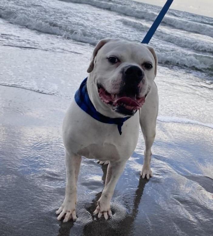 Enlarge SAMMY, a Adoptable mixed breed in Palm City, FL image 5/6