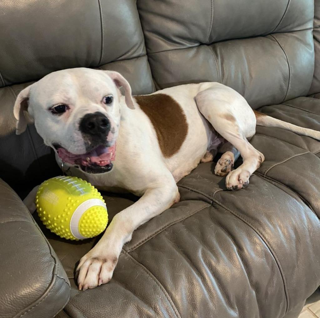 Enlarge SAMMY, a Adoptable mixed breed in Palm City, FL image 4/6