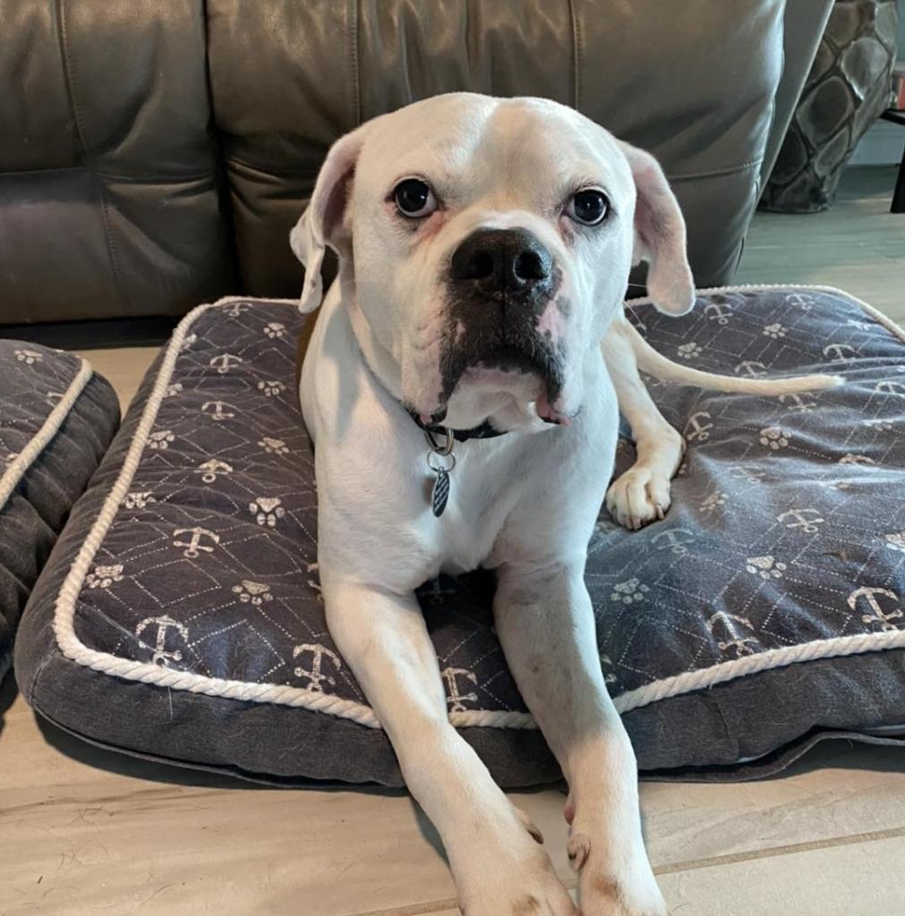 Enlarge SAMMY, a Adoptable mixed breed in Palm City, FL image 5/6