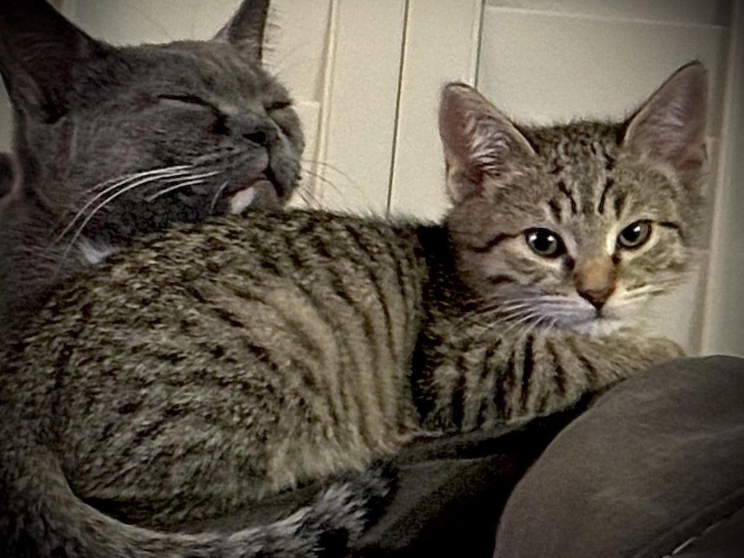 Enlarge Spice, a Adopted mixed breed in Fort Myers, FL image 1/3