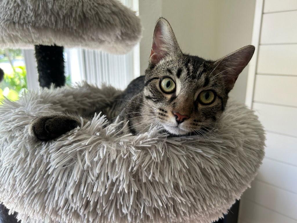 Enlarge Spice, a Adopted mixed breed in Fort Myers, FL image 3/3