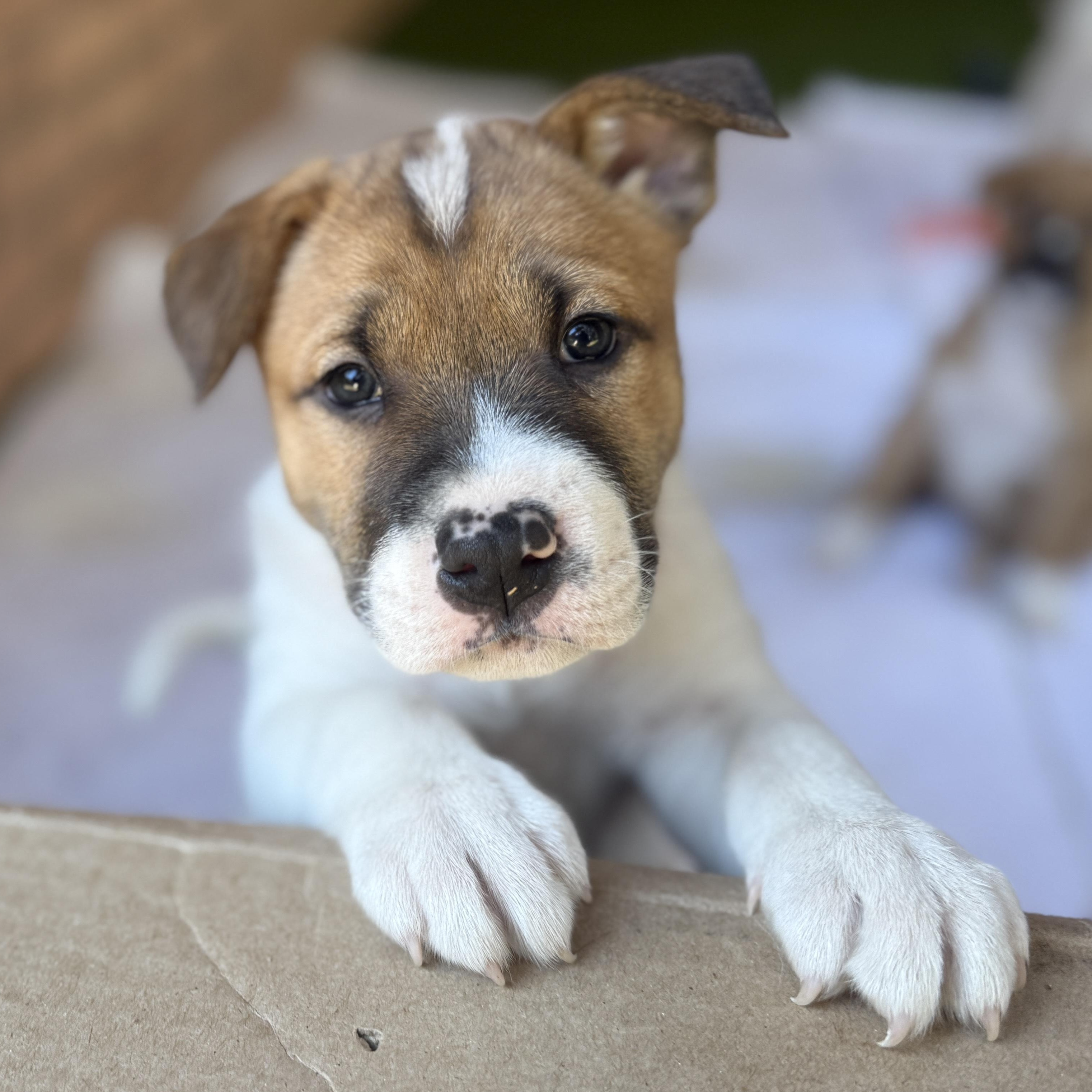 Enlarge Vixen, a ADOPTABLE Mixed Breed in Deltona, FL image 5/6