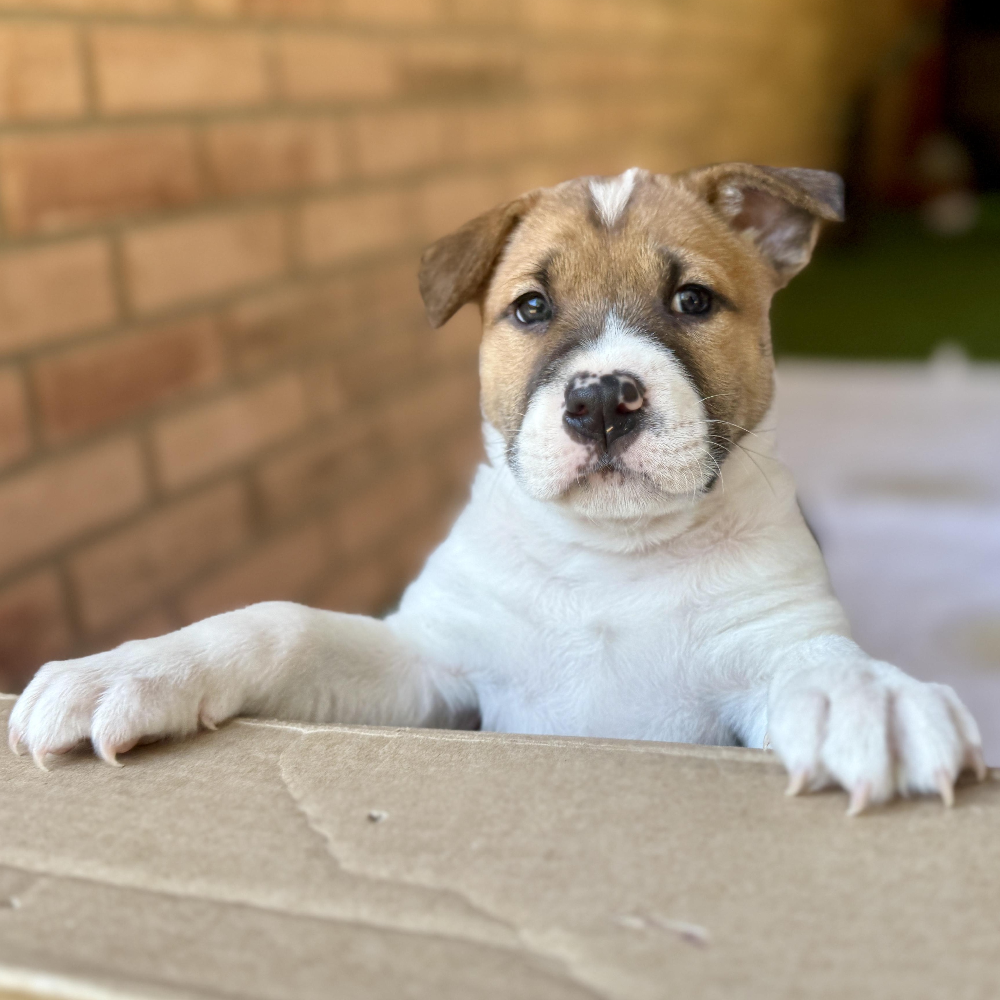 Enlarge Vixen, a ADOPTABLE Mixed Breed in Deltona, FL image 6/6