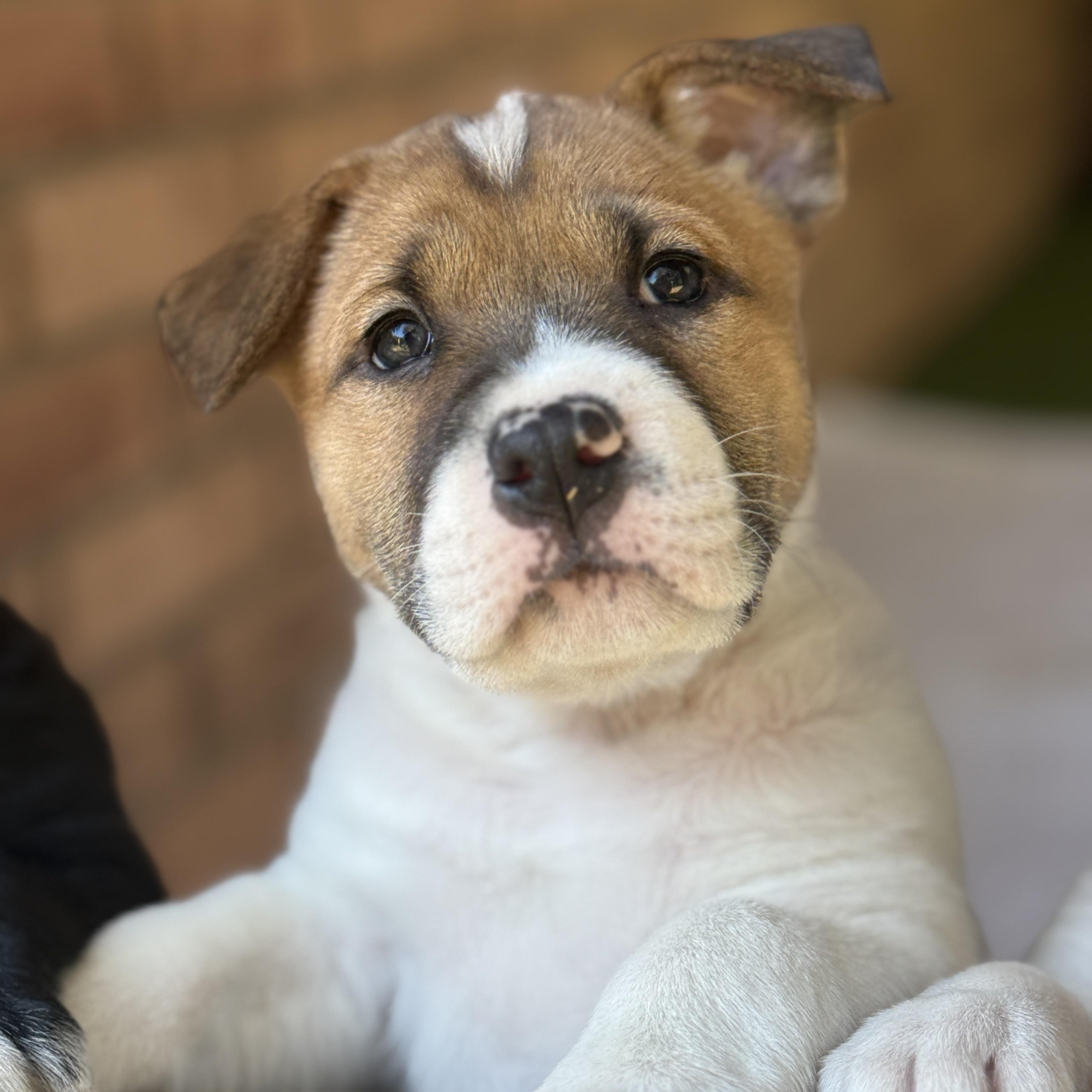 Enlarge Vixen, a ADOPTABLE Mixed Breed in Deltona, FL image 1/6