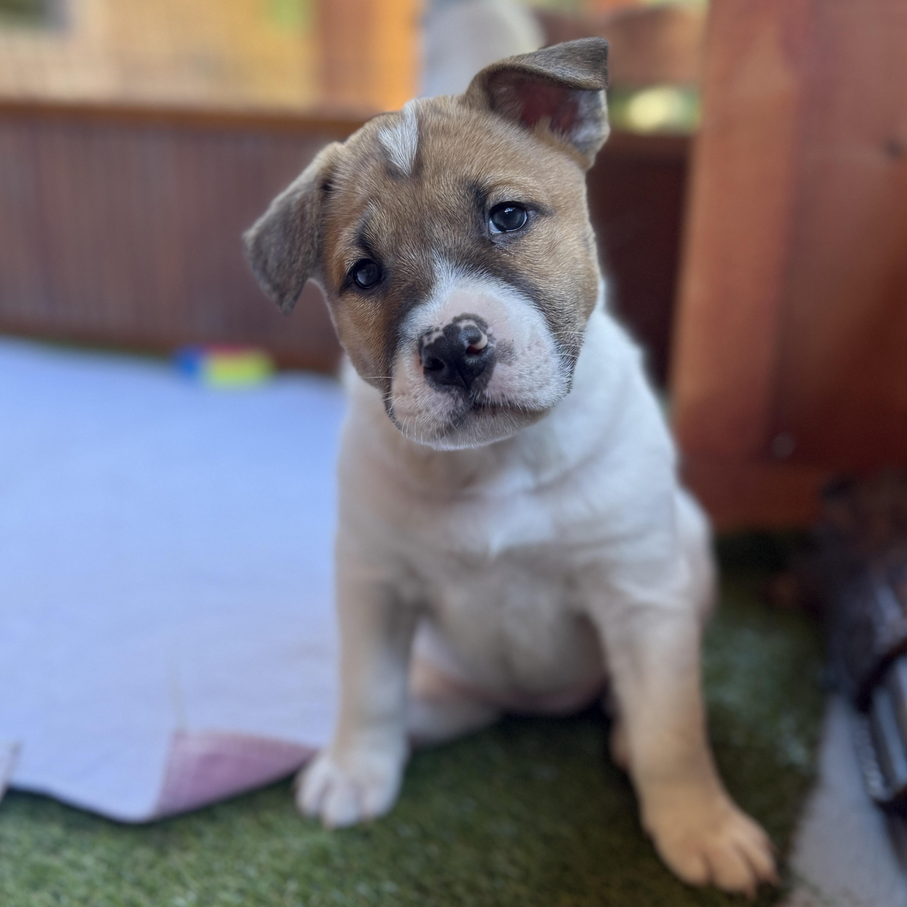 Enlarge Vixen, a ADOPTABLE Mixed Breed in Deltona, FL image 4/6