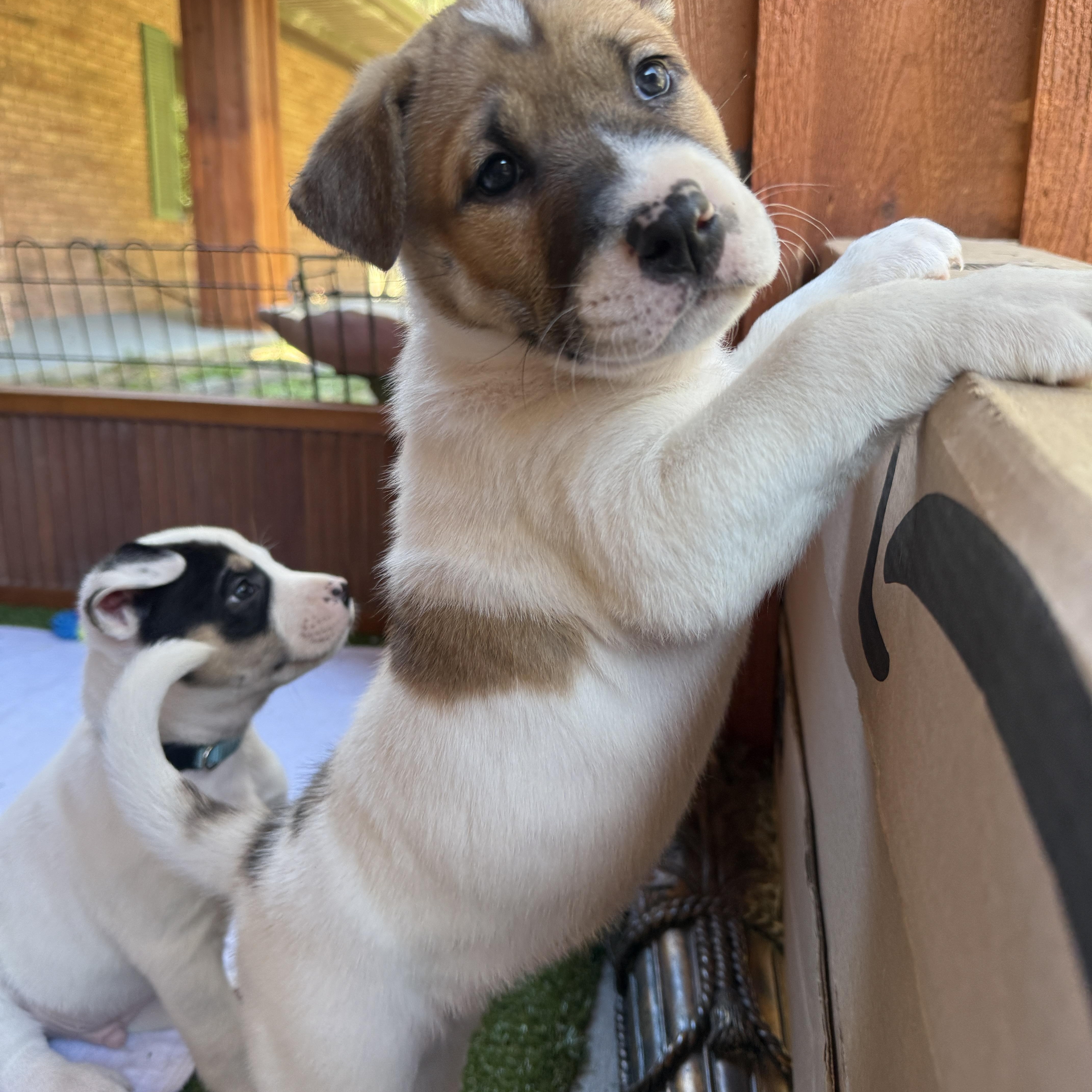 Enlarge Vixen, a ADOPTABLE Mixed Breed in Deltona, FL image 3/6