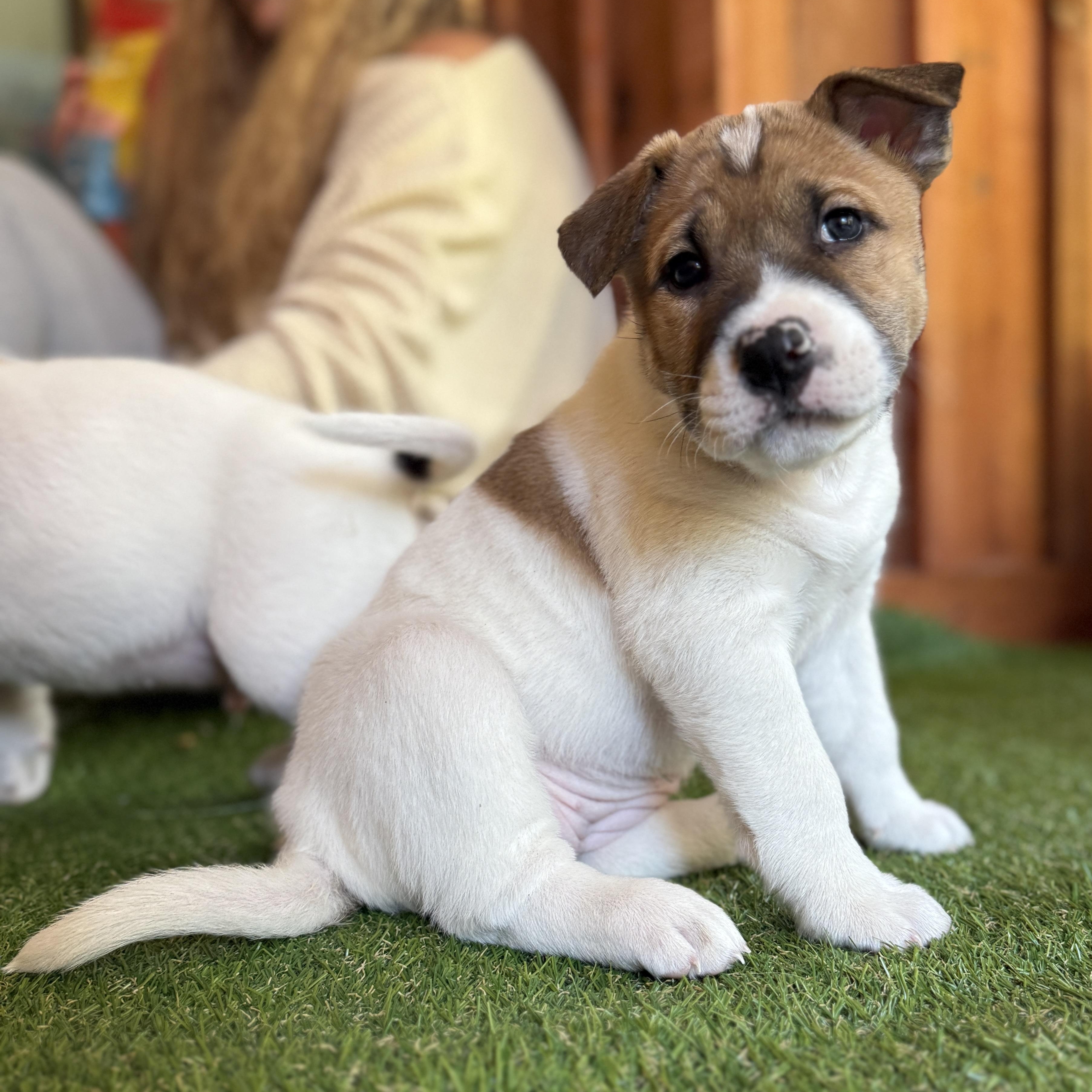 Enlarge Vixen, a ADOPTABLE Mixed Breed in Deltona, FL image 2/6