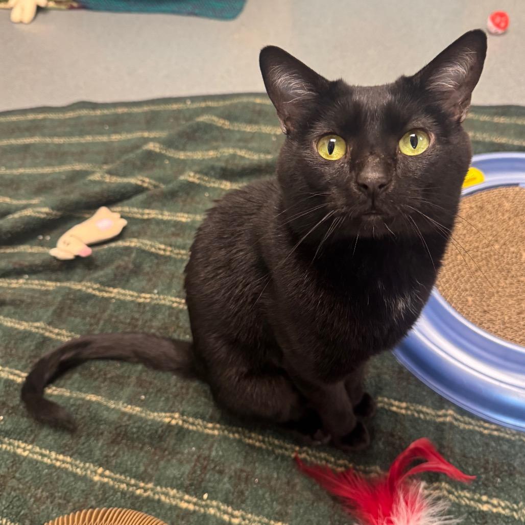 Enlarge Rudy, a Adoptable Domestic Short Hair in West Palm Beach, FL image 1/5