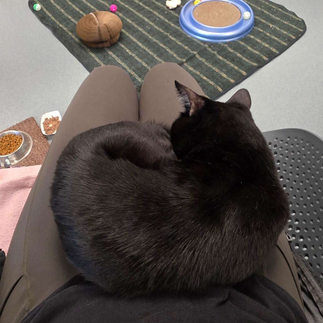 Enlarge Rudy, a Adoptable Domestic Short Hair in West Palm Beach, FL image 2/5