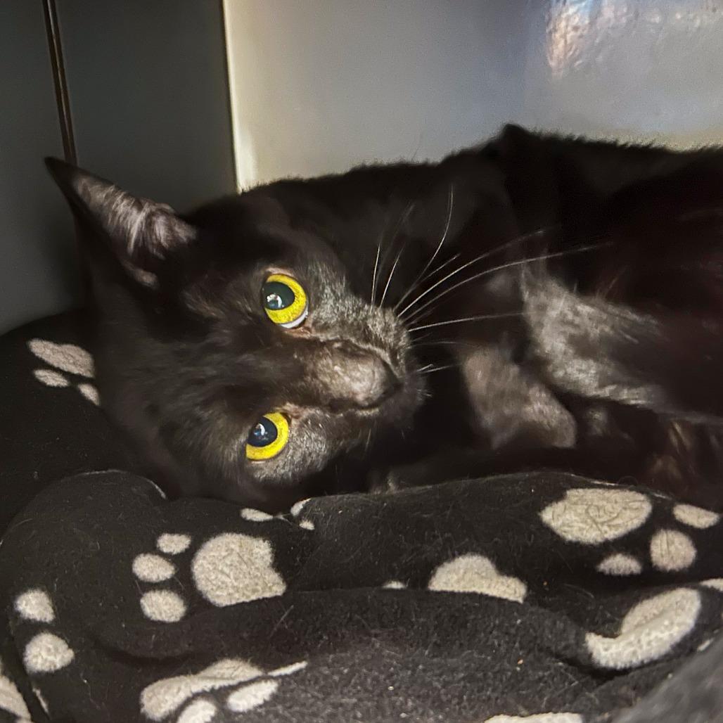 Enlarge Rudy, a Adoptable Domestic Short Hair in West Palm Beach, FL image 3/5