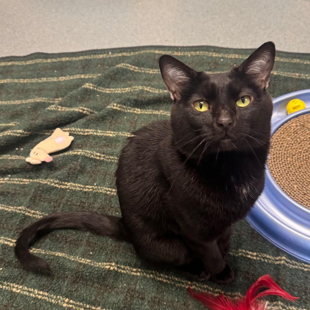Enlarge Rudy, a Adoptable Domestic Short Hair in West Palm Beach, FL image 4/5