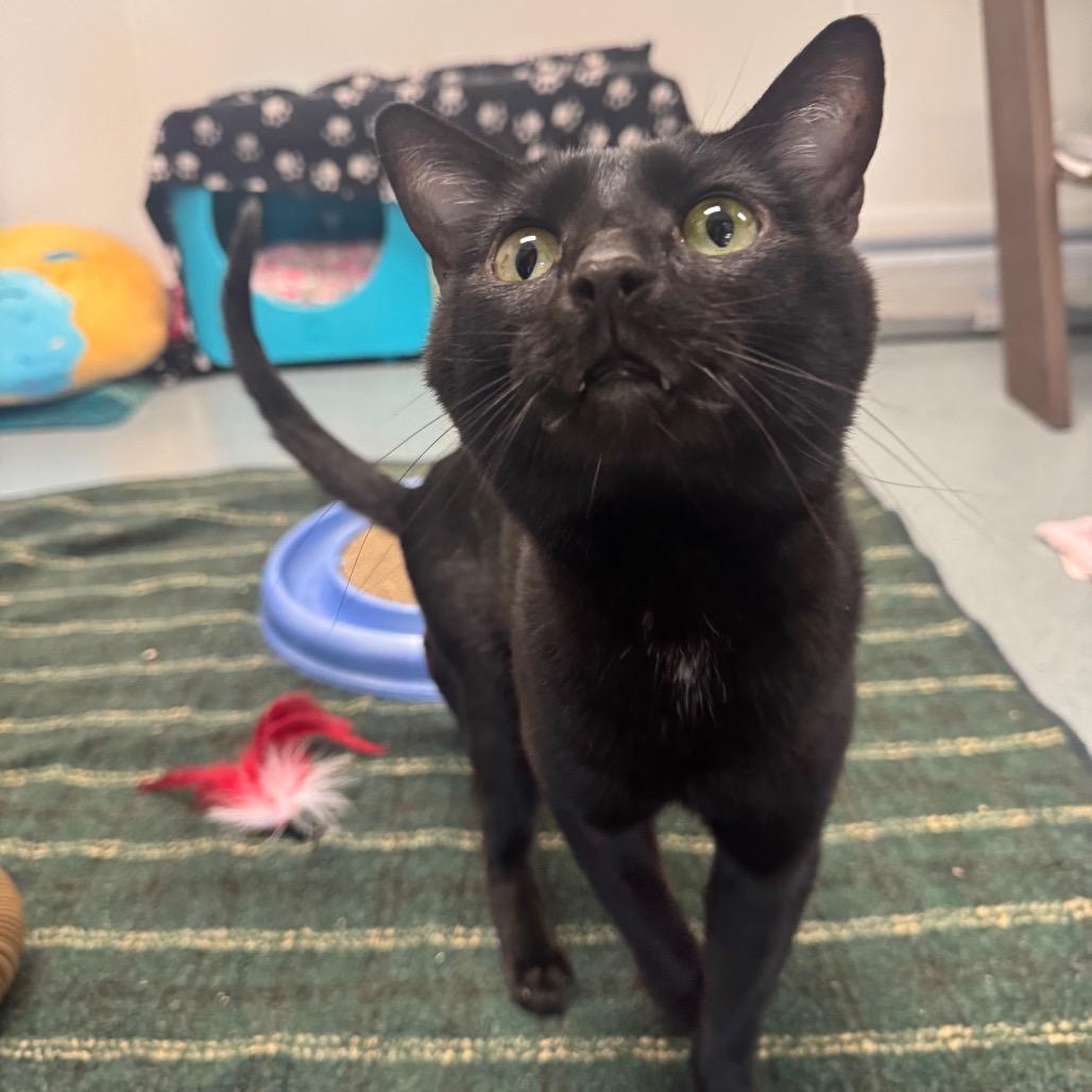 Enlarge Rudy, a Adoptable Domestic Short Hair in West Palm Beach, FL image 5/5