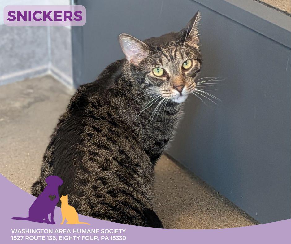 Enlarge Snickers, a Adoptable mixed breed in Eighty Four, PA image 1/1