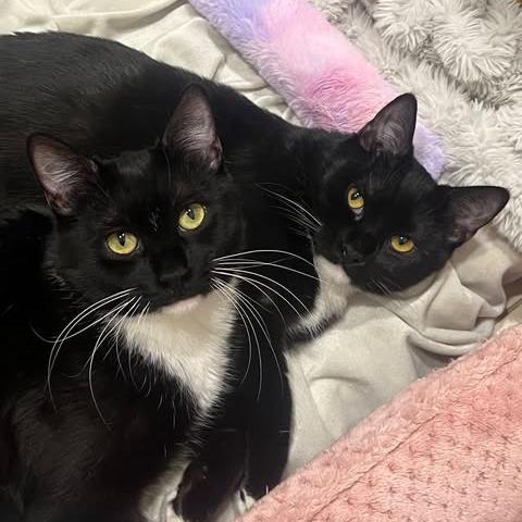 Mittens, Adoptable, Adult Female Domestic Short Hair.