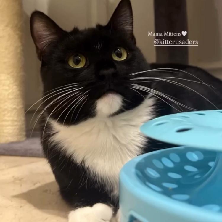 Enlarge Mittens, a Adoptable Domestic Short Hair in Los Angeles, CA image 2/3