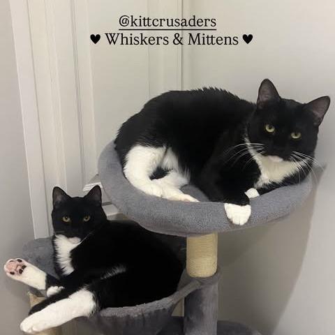 Enlarge Mittens, a Adoptable Domestic Short Hair in Los Angeles, CA image 3/3