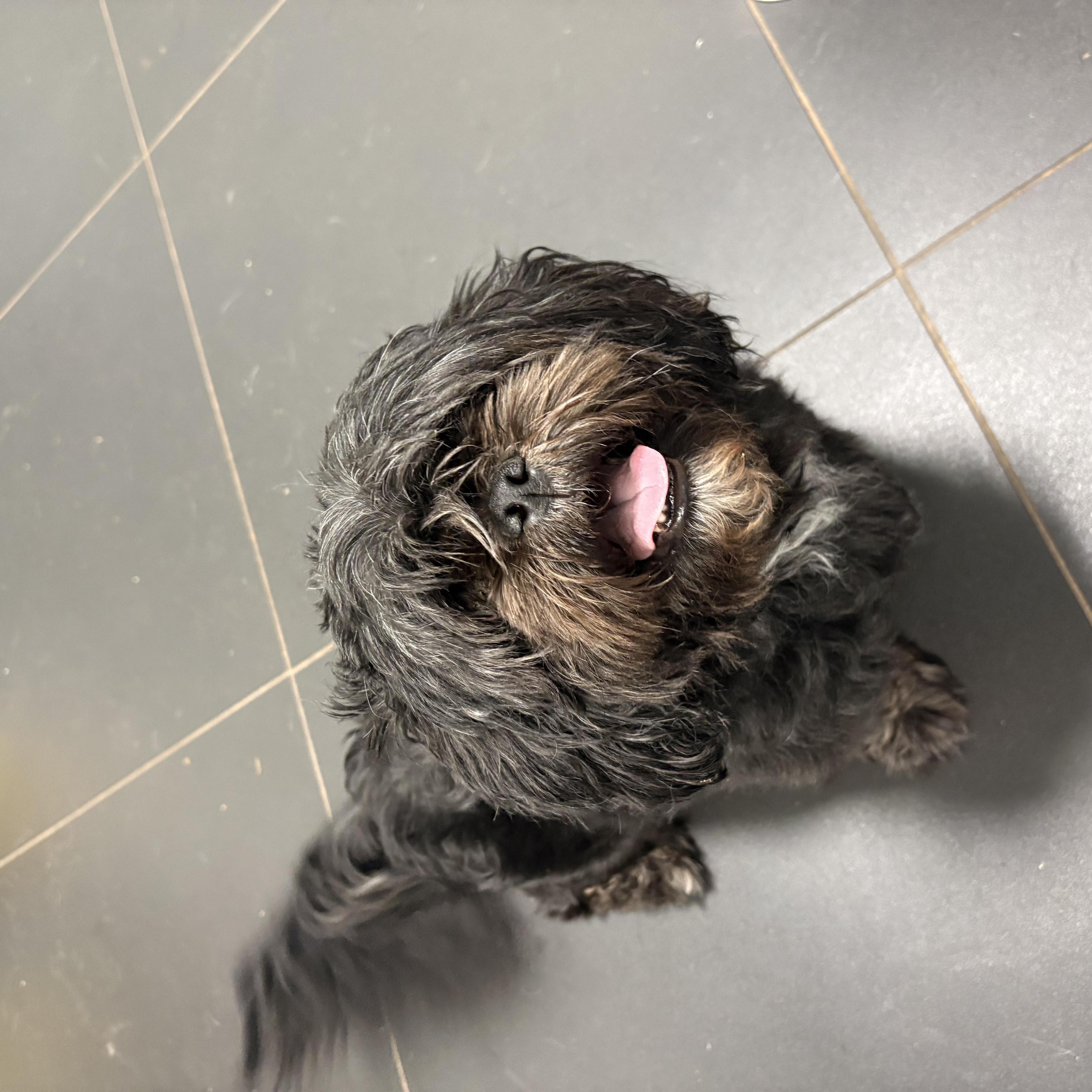 Alfred, an adopted Shih Tzu in North Haven, CT image 2/2