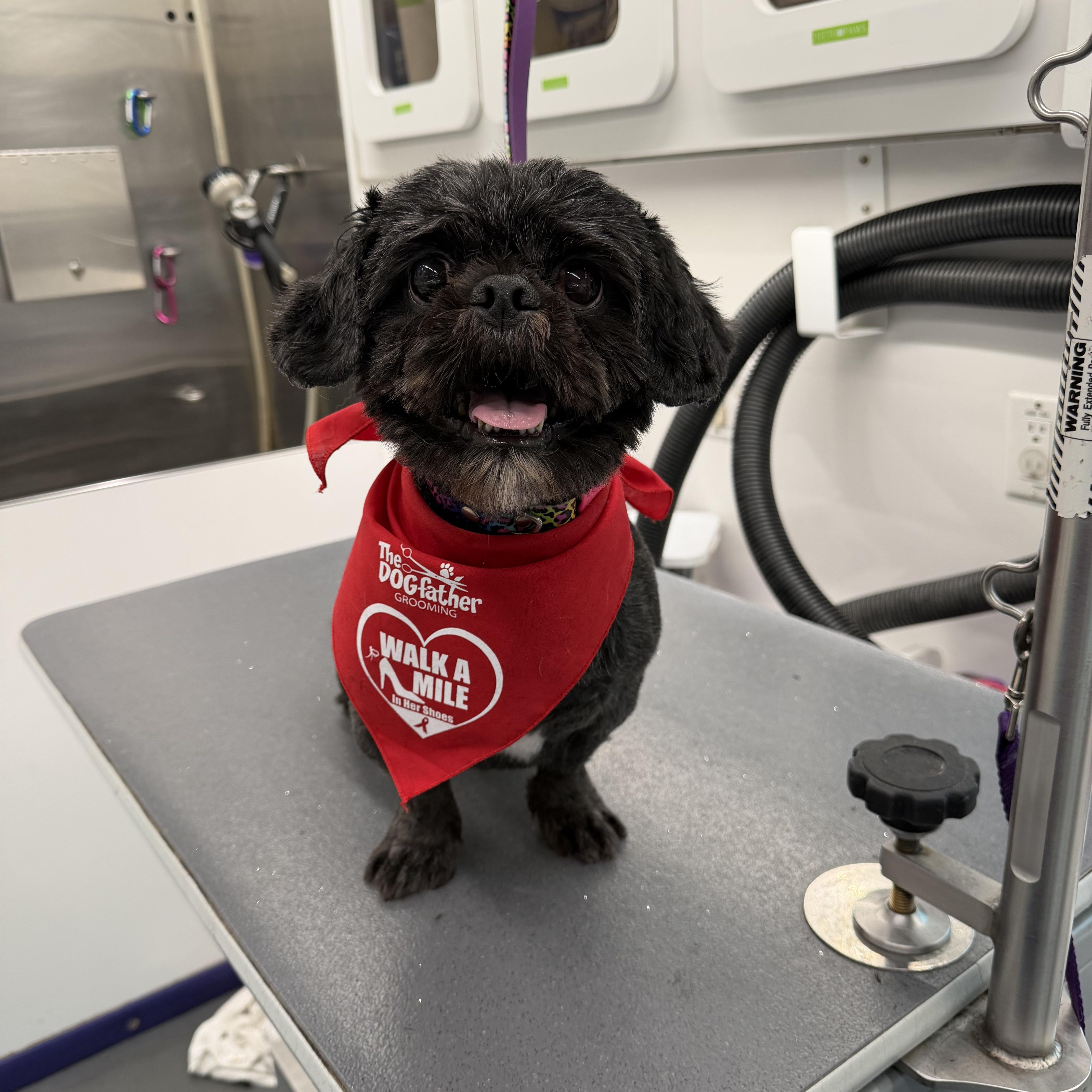 Alfred, adopted, Adult Male Shih Tzu.