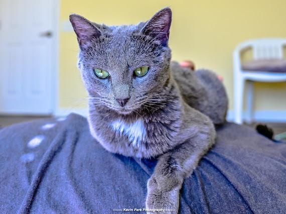 Enlarge Bertolli, a Adoptable Domestic Short Hair in Green Valley, AZ image 1/6