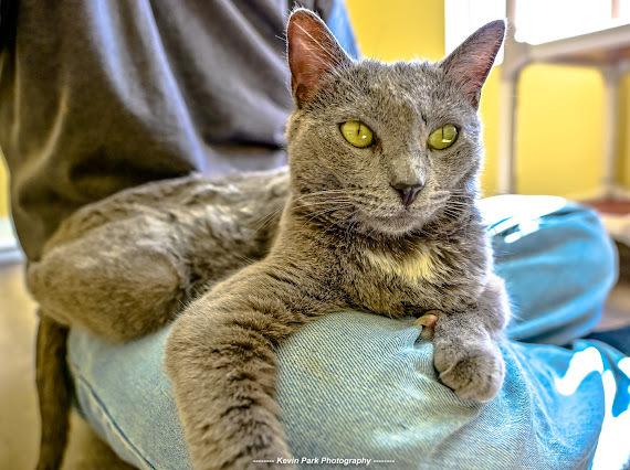 Enlarge Bertolli, a Adoptable Domestic Short Hair in Green Valley, AZ image 3/6