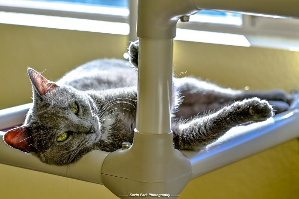 Enlarge Bertolli, a Adoptable Domestic Short Hair in Green Valley, AZ image 4/6