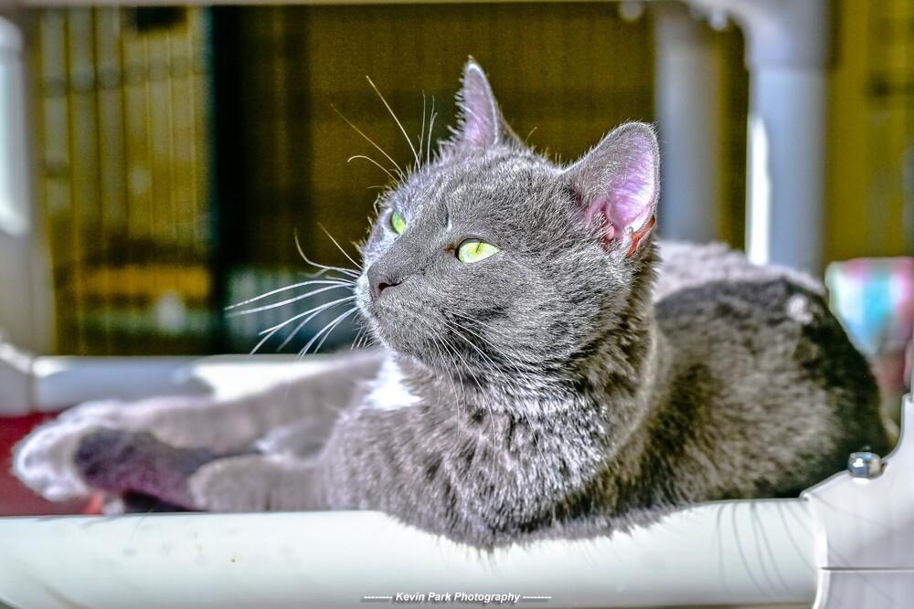 Enlarge Bertolli, a Adoptable Domestic Short Hair in Green Valley, AZ image 5/6