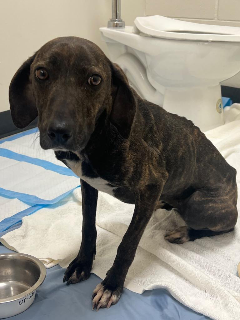 Croissant, Adoptable, Young Female Hound.