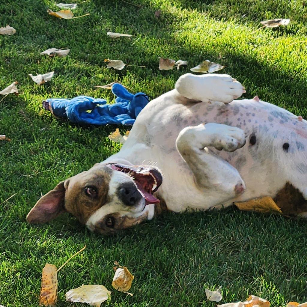 Morrisey — thumbnail 2