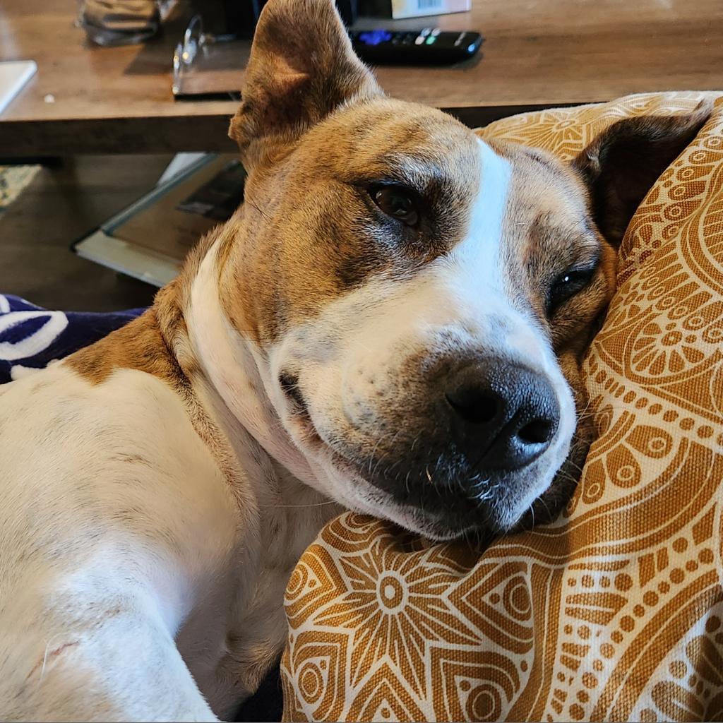 Morrisey — thumbnail 3