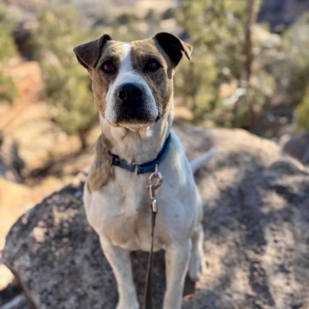 Morrisey — thumbnail 4