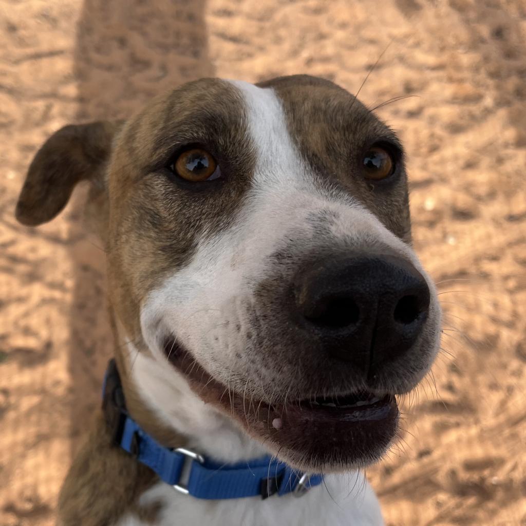 Morrisey — thumbnail 5