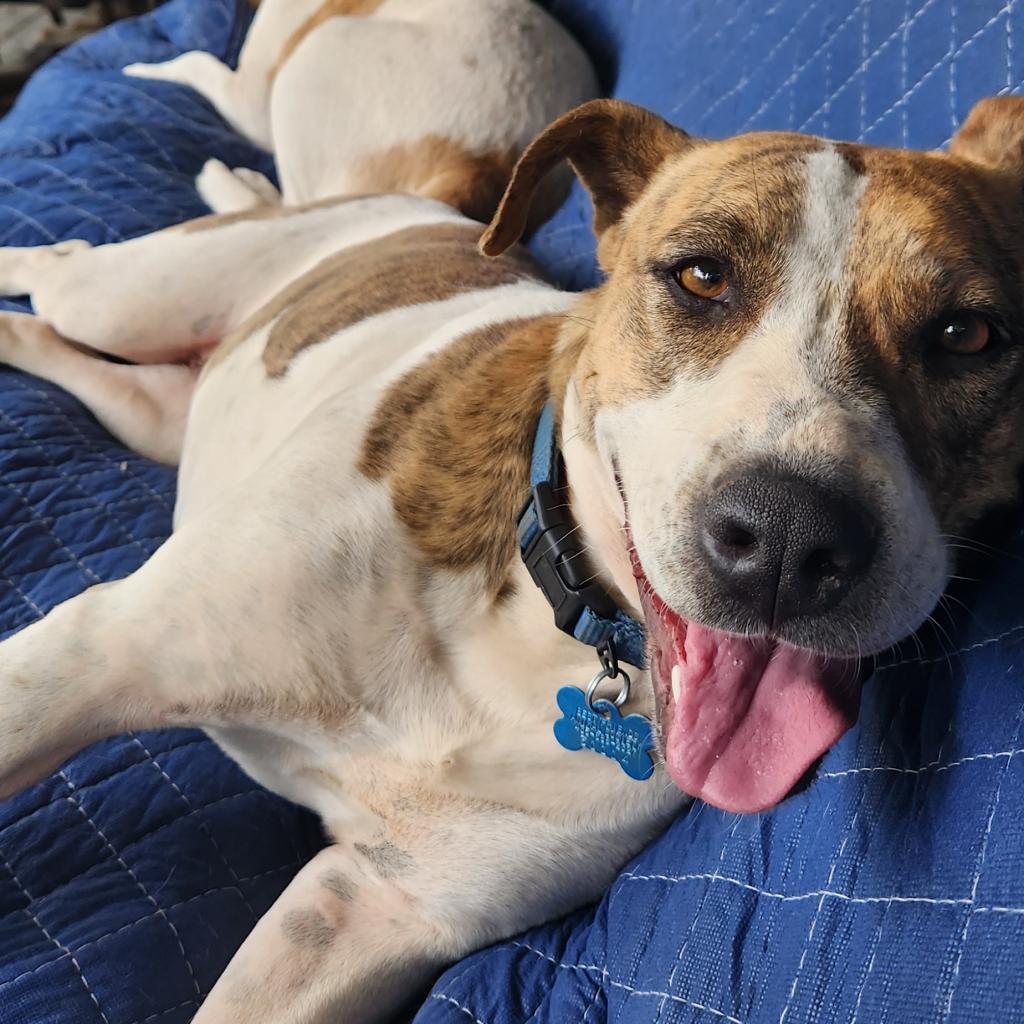 Morrisey — thumbnail 6