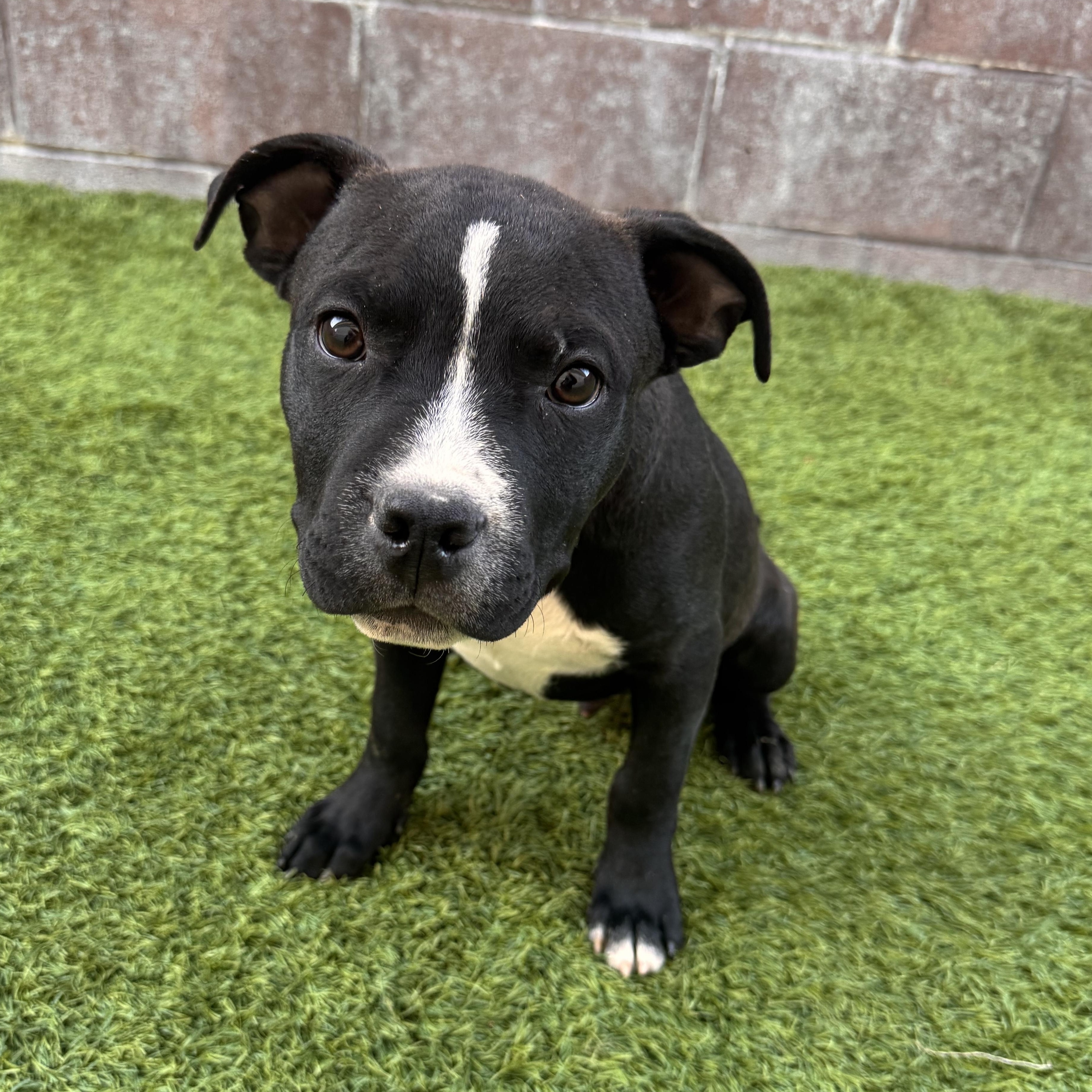 Enlarge Beefy 5 layer , a ADOPTABLE mixed breed in Henderson, NV image 1/3