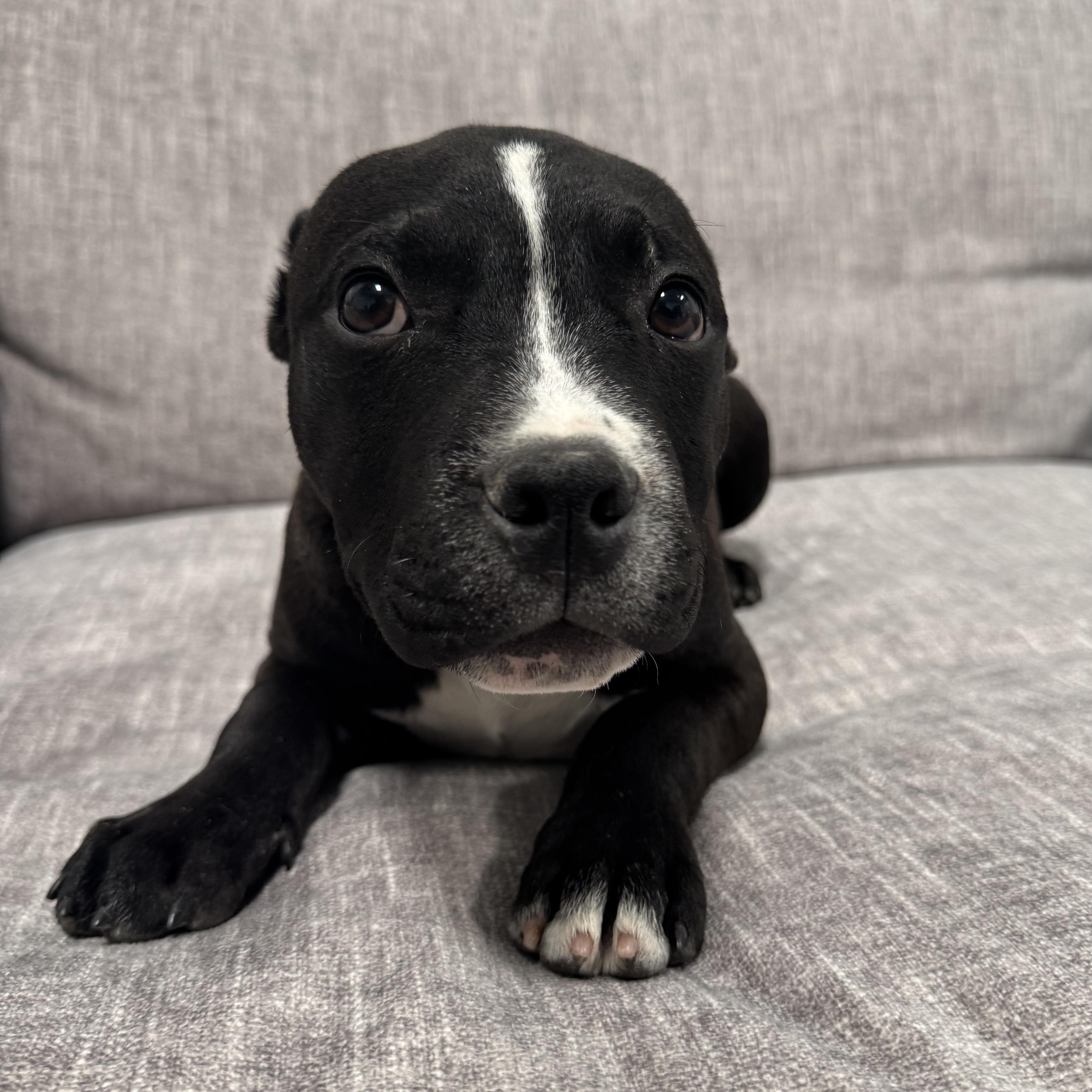 Enlarge Beefy 5 layer , a ADOPTABLE mixed breed in Henderson, NV image 3/3