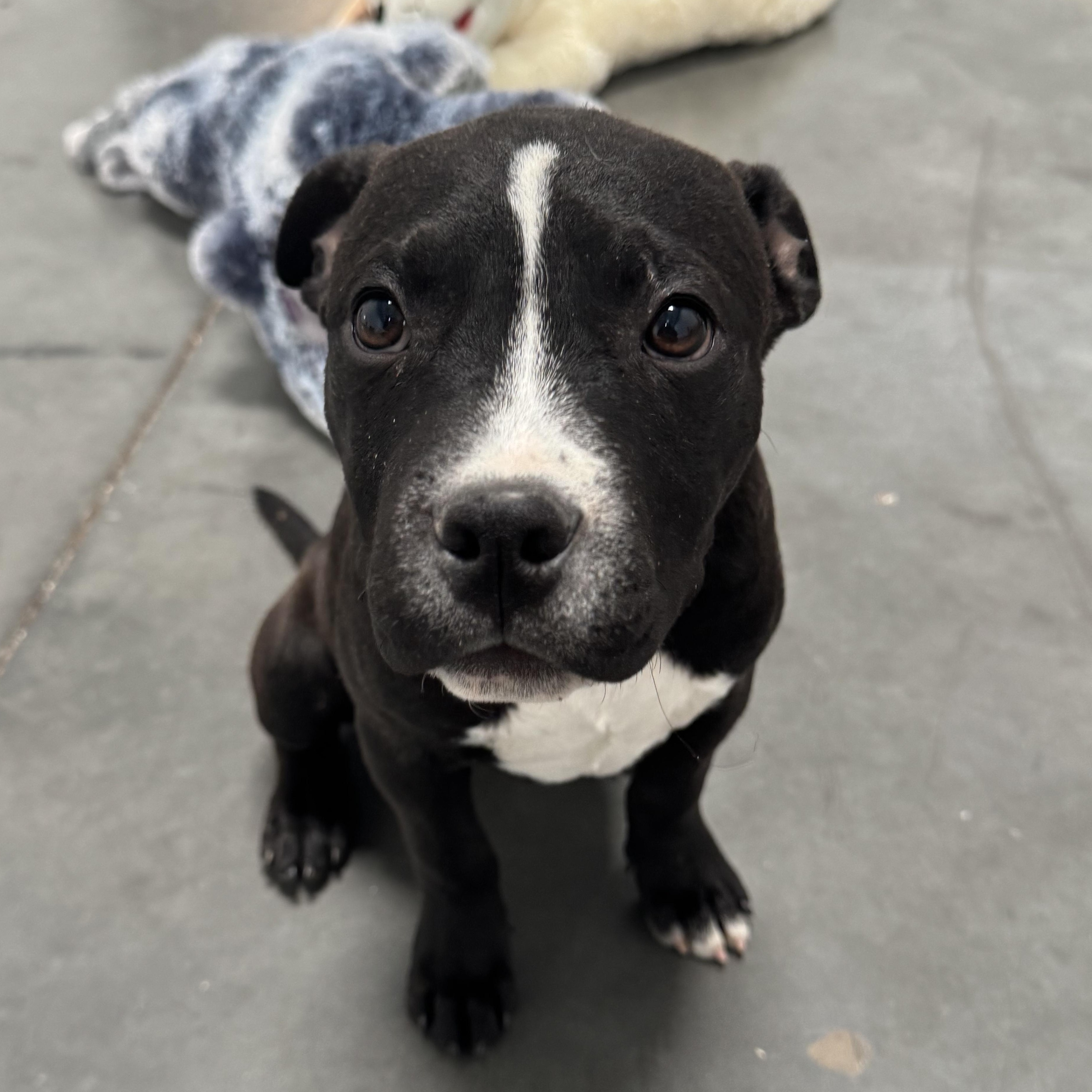 Enlarge Beefy 5 layer , a ADOPTABLE mixed breed in Henderson, NV image 2/3