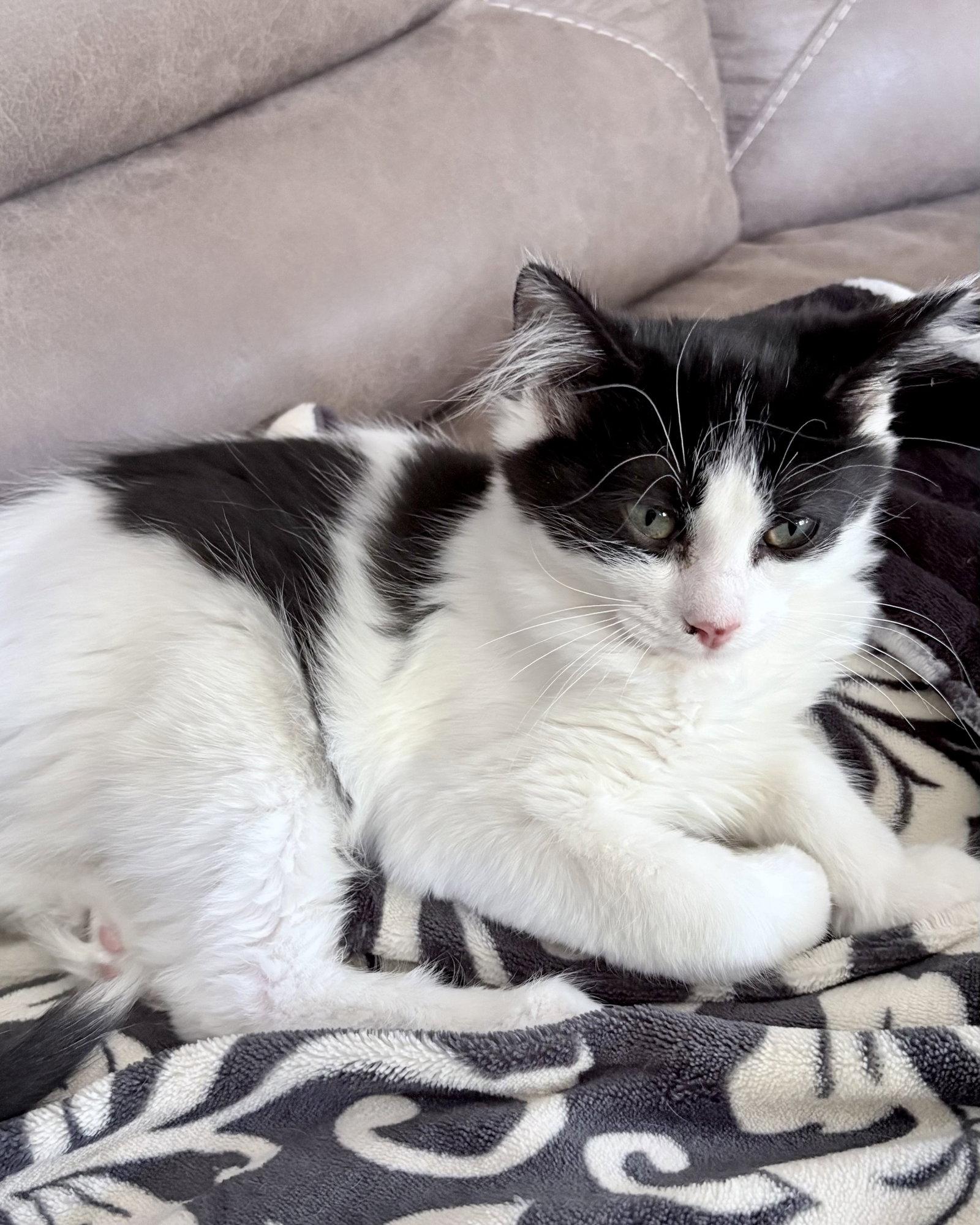 Doodle Bob, Adopted, Young Male Domestic Medium Hair.
