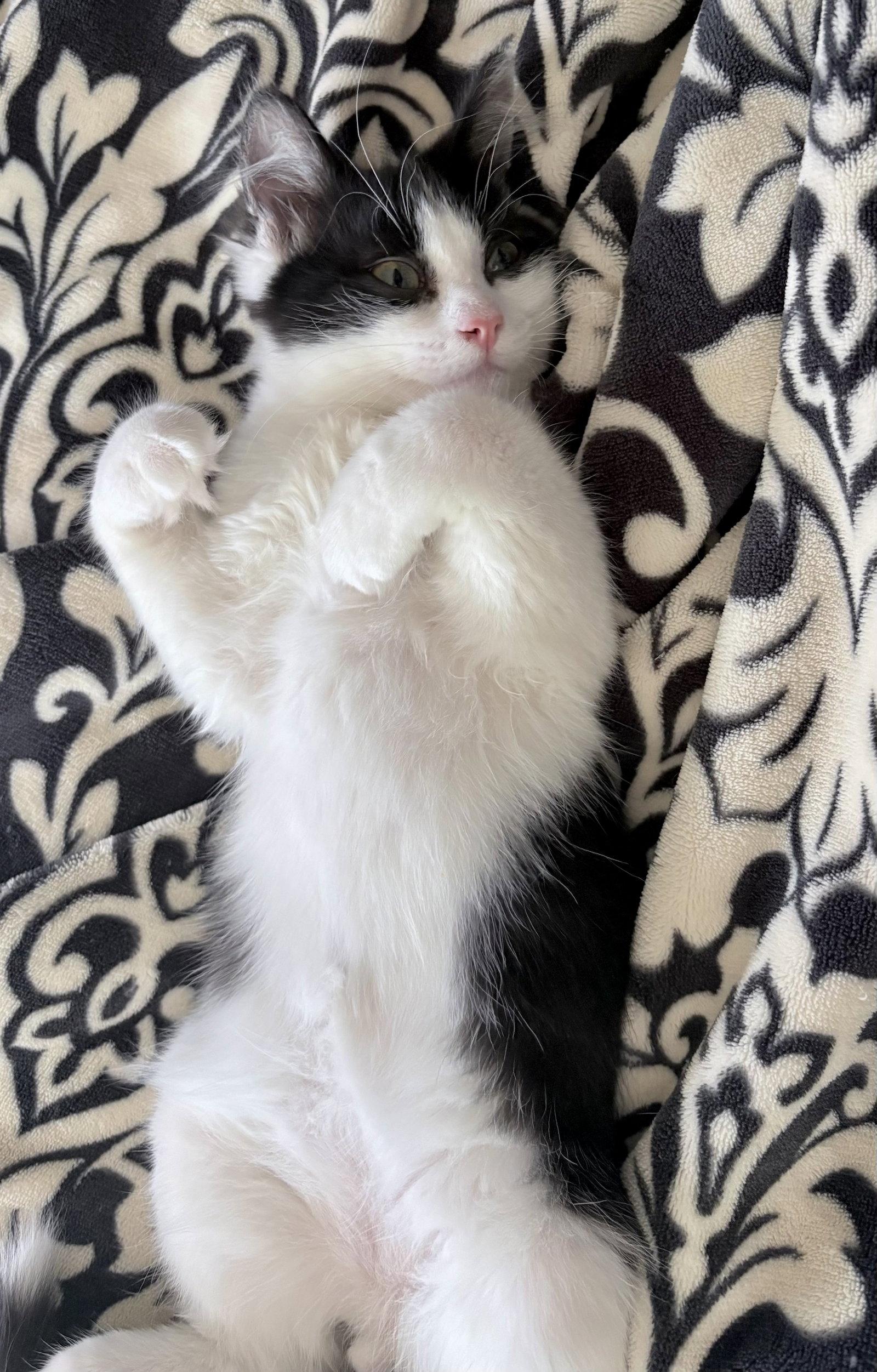 Enlarge Doodle Bob, a Adopted Domestic Medium Hair in Forest Lake, MN image 2/3