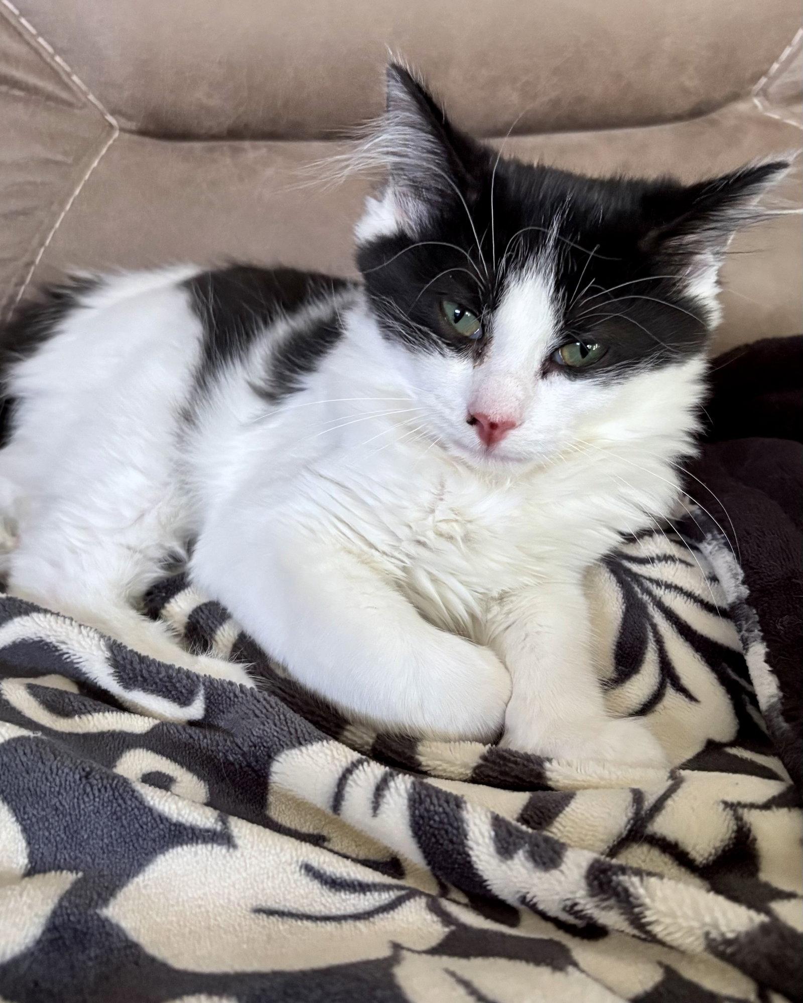 Enlarge Doodle Bob, a Adopted Domestic Medium Hair in Forest Lake, MN image 3/3