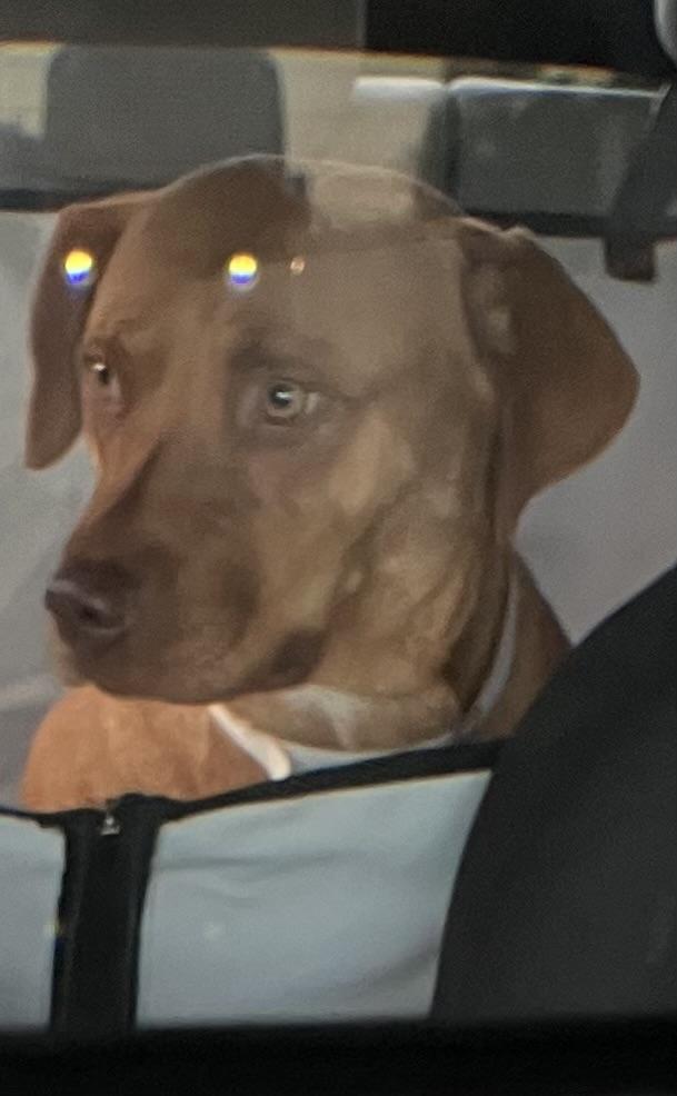 Enlarge SAYLOR, a ADOPTABLE mixed breed in Sylacauga, AL image 2/2