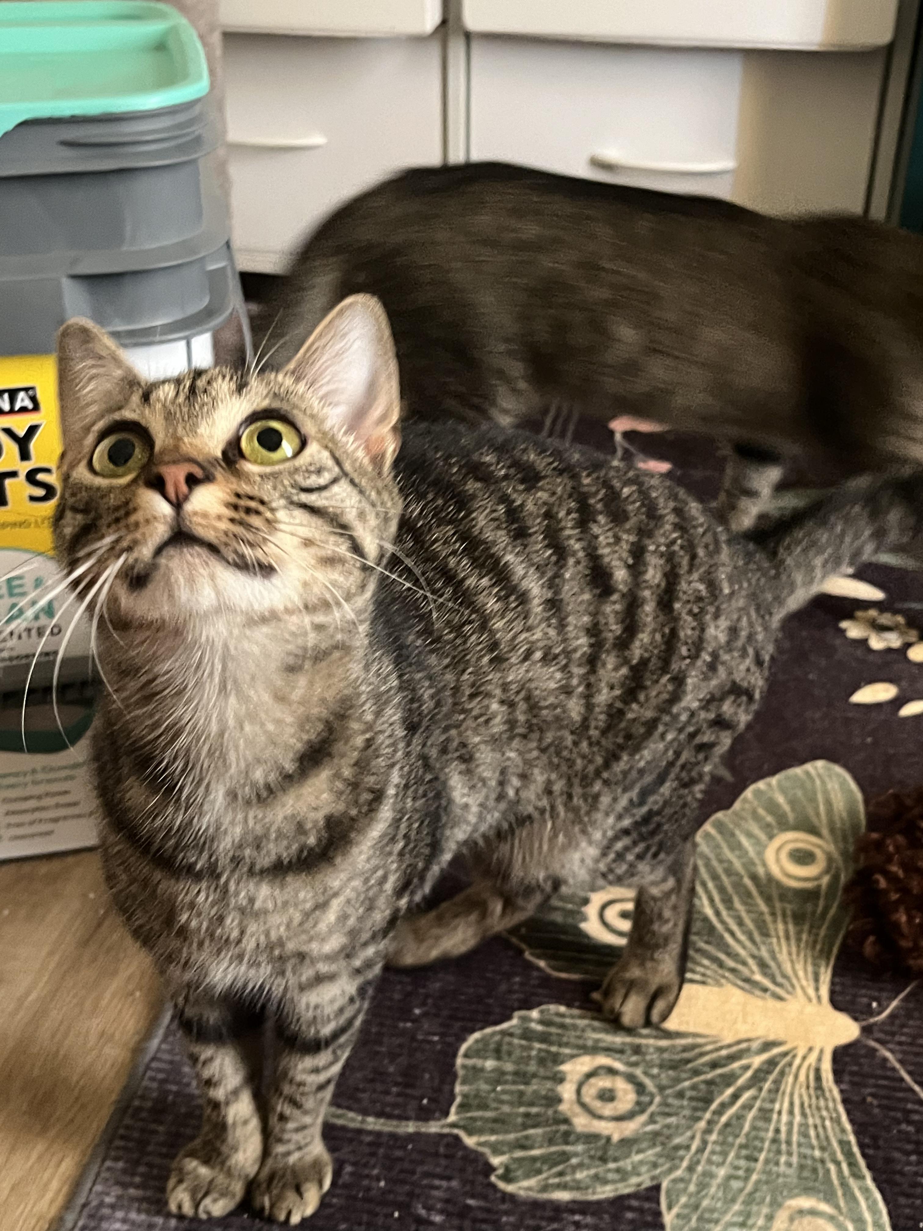 Enlarge Velvet, a Adoptable Domestic Short Hair in Campbellsville, KY image 2/3