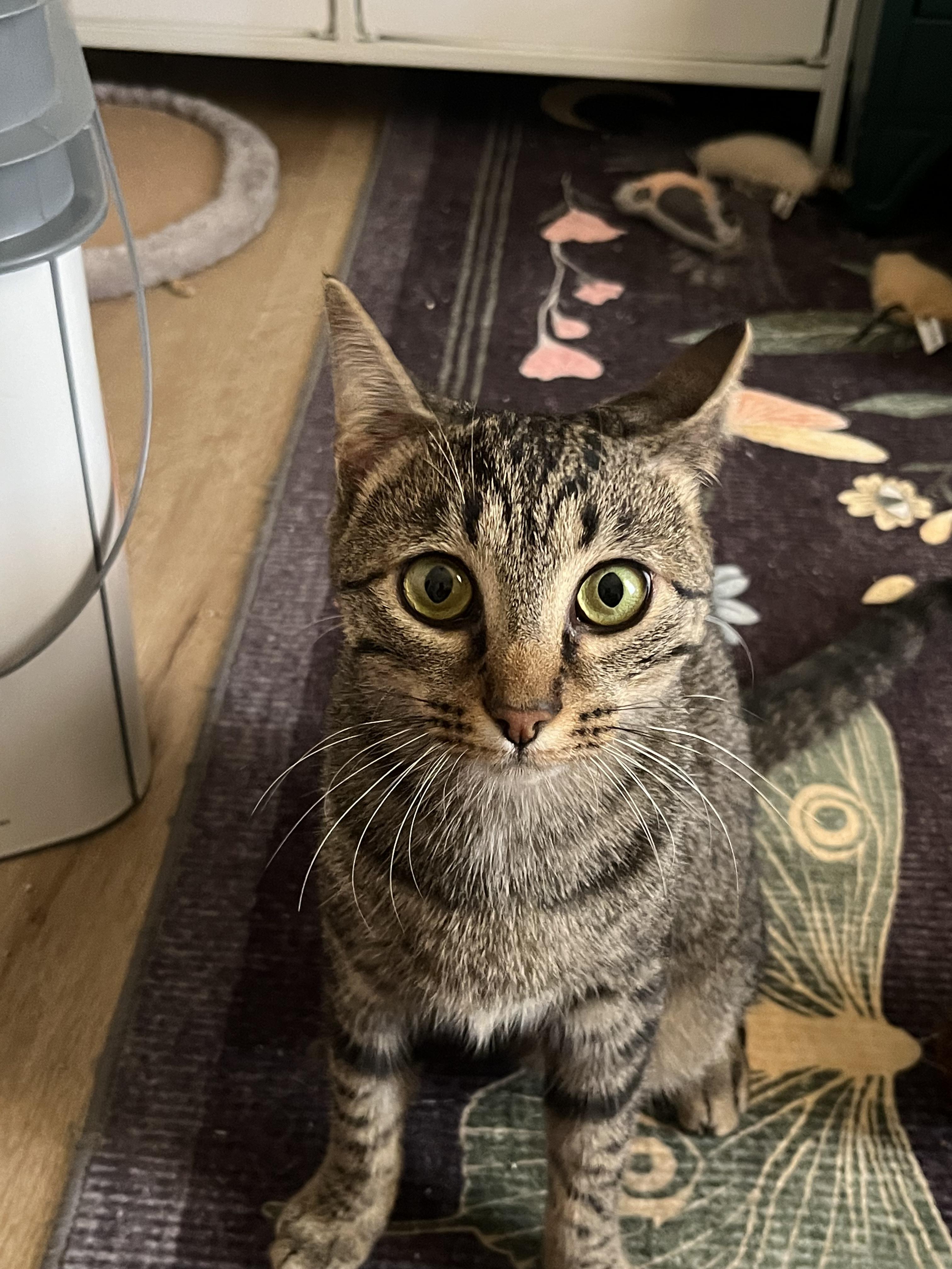 Enlarge Velvet, a Adoptable Domestic Short Hair in Campbellsville, KY image 3/3
