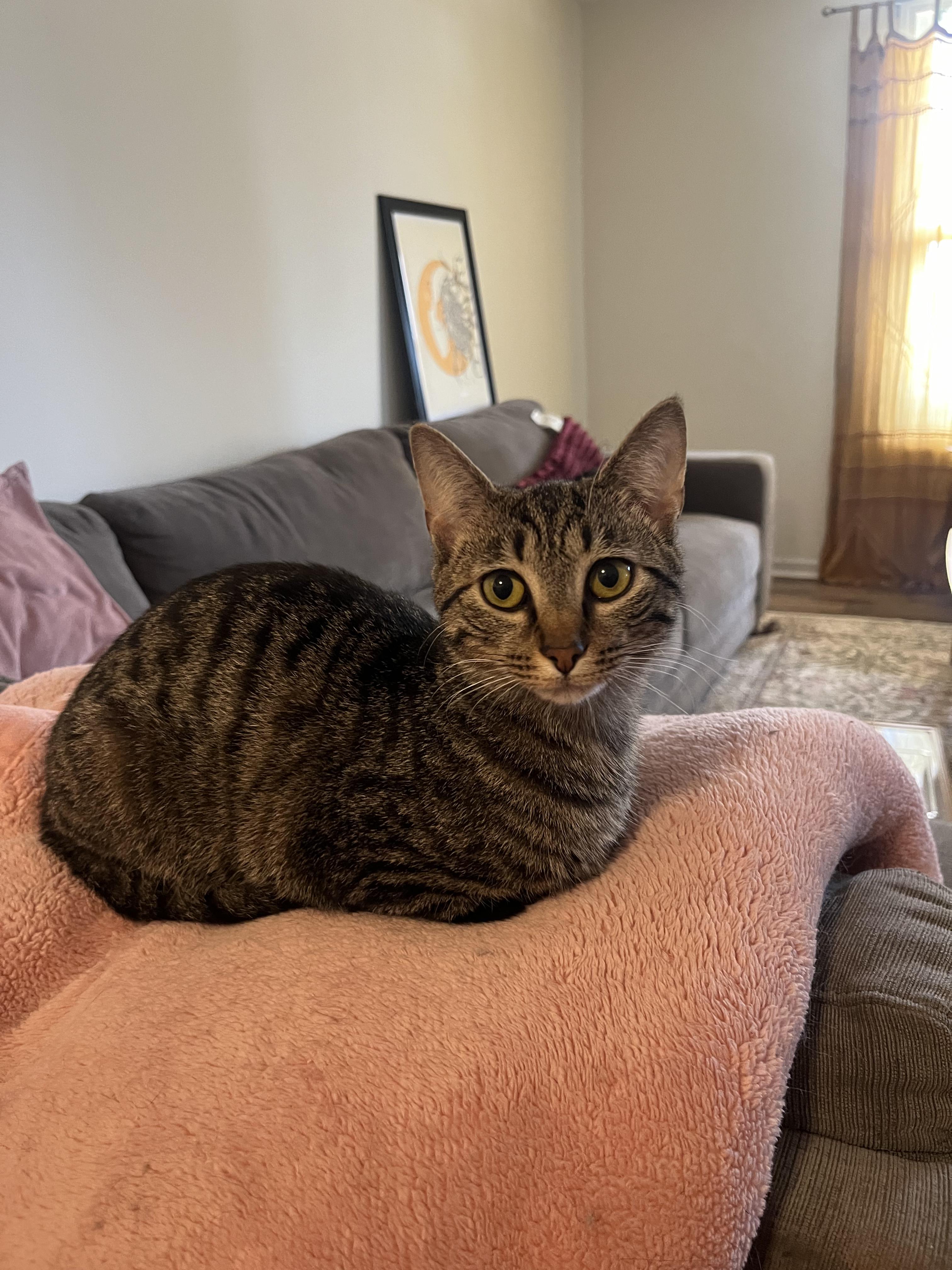 Enlarge Velvet, a Adoptable Domestic Short Hair in Campbellsville, KY image 1/3