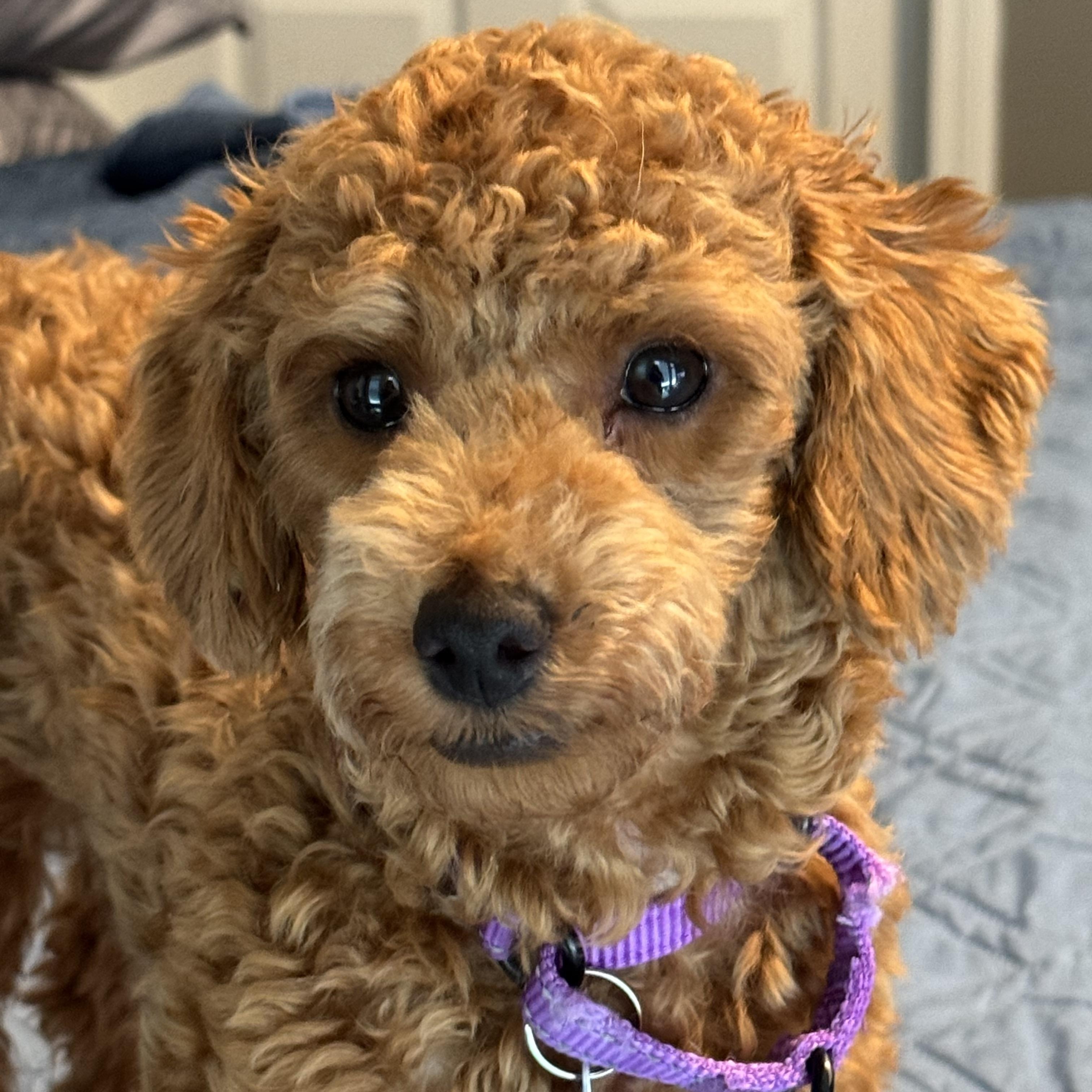 Sammi