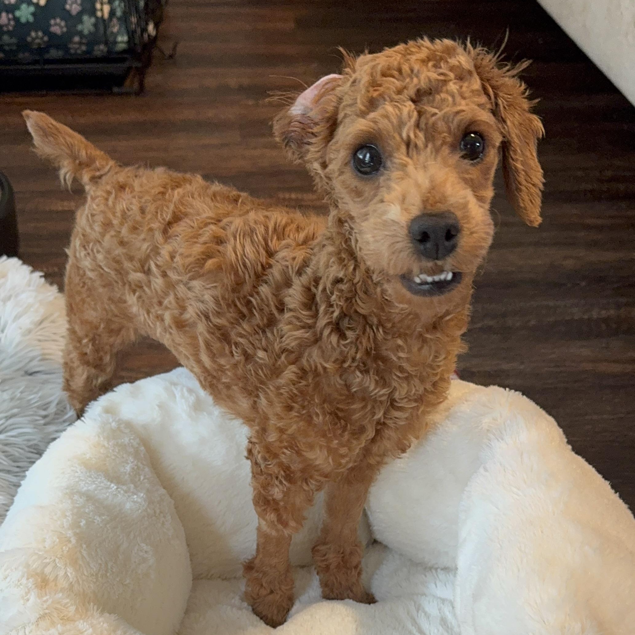Sammi