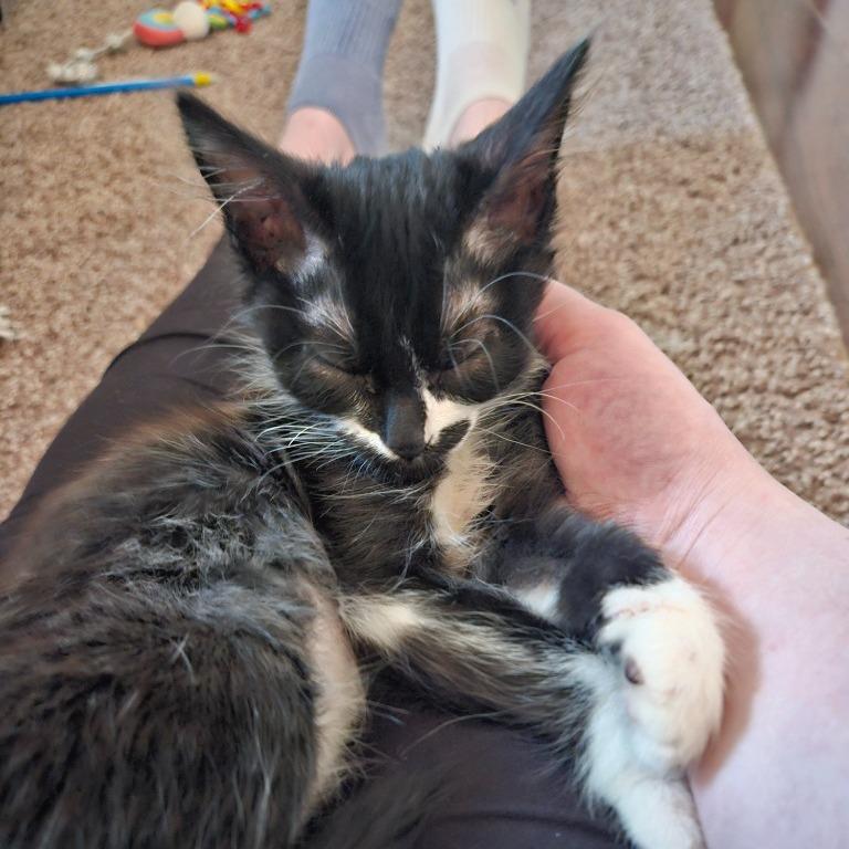 Enlarge Bali, a Adoptable Domestic Medium Hair in Washougal, WA image 1/3