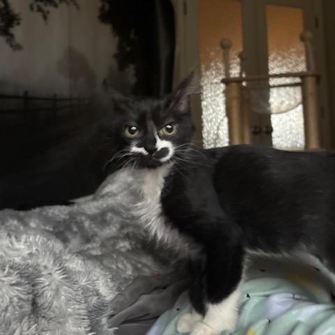 Enlarge Bali, a Adoptable Domestic Medium Hair in Washougal, WA image 2/3