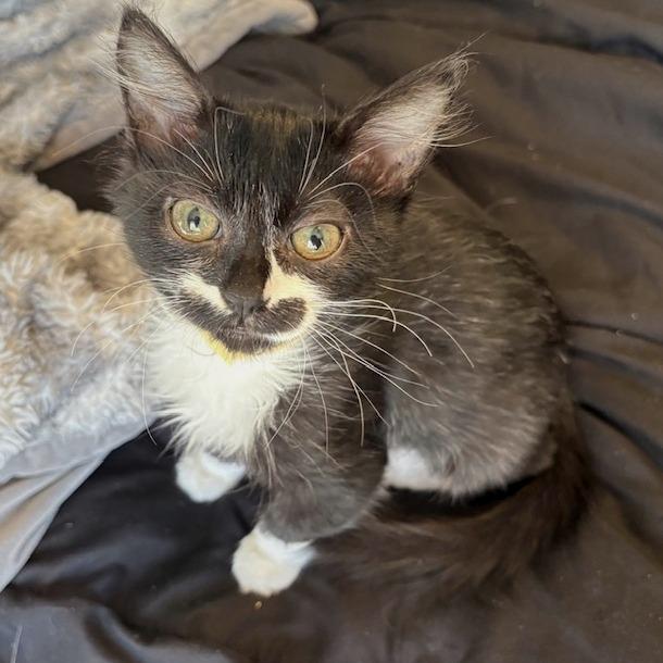 Enlarge Bali, a Adoptable Domestic Medium Hair in Washougal, WA image 3/3