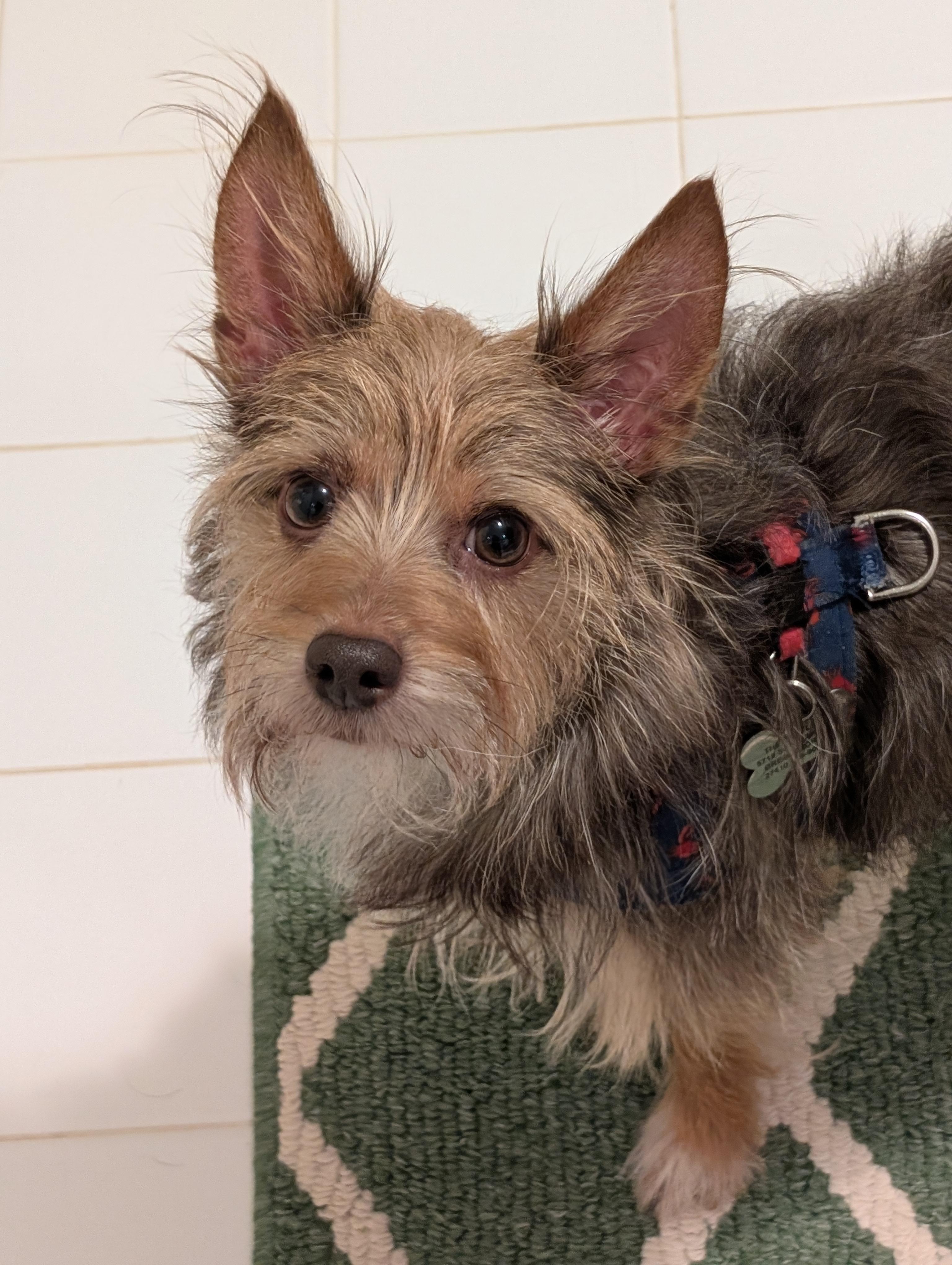 Enlarge Snickers, a Adoptable mixed breed in Greensboro, NC image 2/6